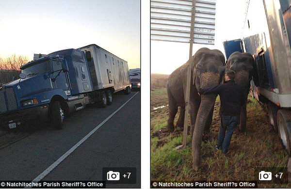 Two elephants work together to help a ѕtᴜсk big truck by using their strength to keep it balanced. - Sporting ABC