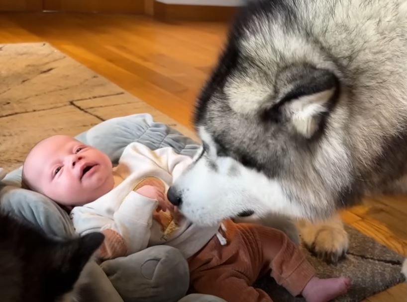 Meet The World’s Safest Baby that is Protected by Three Giant Dogs