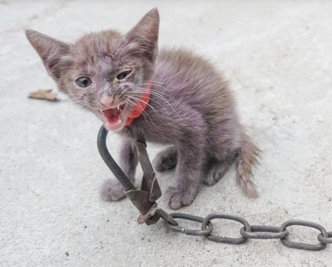 The poor cat who was abandoned by his owner with a big leash has lost his freedom for days, but now he is the happiest kitten!