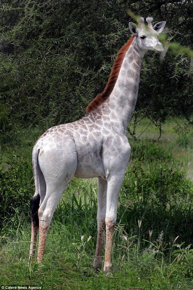 Rare White Giraffe Unearthed in Tanzania: A Remarkable Discovery - Sporting ABC