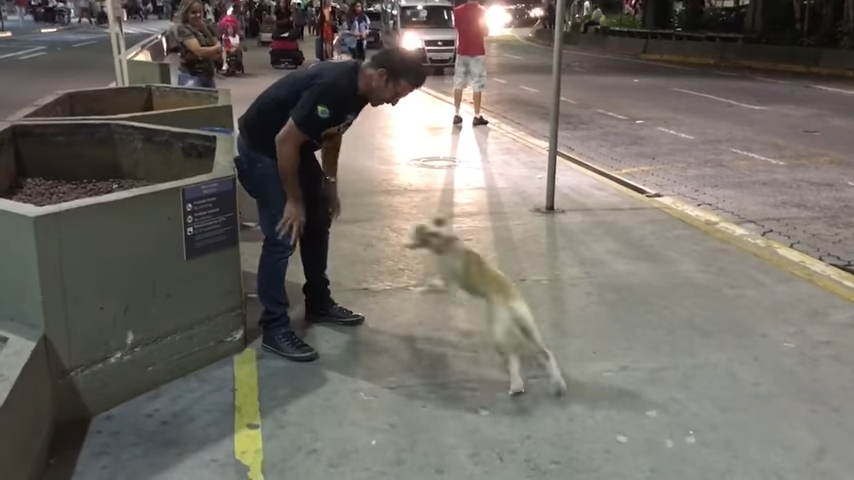 The dog screams and jumps for joy when he reunites with the owner he hadn’t seen in 10 days, displaying an overwhelming sense of happiness and excitement. – Puppies Love