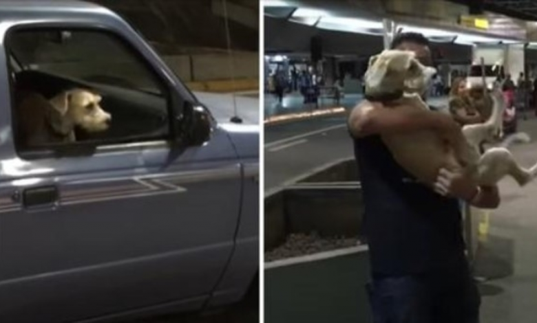 The dog screams and jumps for joy when he reunites with the owner he hadn’t seen in 10 days, displaying an overwhelming sense of happiness and excitement. – Puppies Love