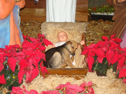 Amidst the cold night, a homeless puppy shivering with cold finds solace in an unlikely refuge, nestled within a nativity scene, where warmth and shelter embrace the little one. – Puppies Love