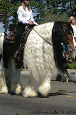 Enchanting Elegance: Discover the Most Coveted Horse Breeds Adorned with Exquisite Long Manes and Tails - Prepare to Be Amazed! (VIDEO)