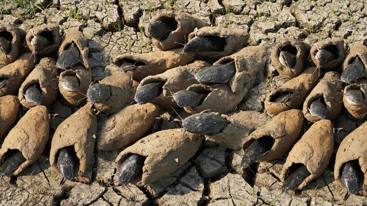 Unraveling the Enigma: Thriving Fish Population in Arid River Leaves Scientists Astonished