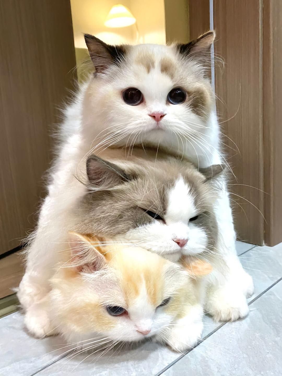 Meet the lovely cat family with mischievous kittens - Yeudon