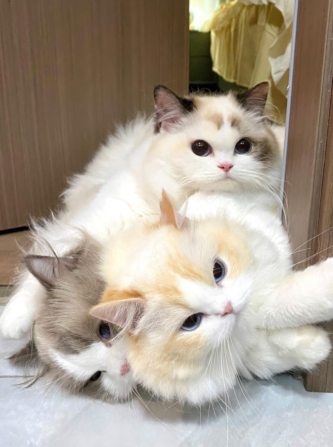 Meet the lovely cat family with mischievous kittens - Yeudon