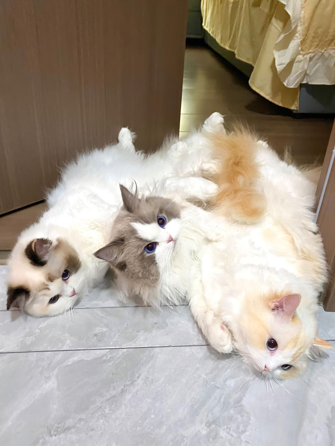 Meet the lovely cat family with mischievous kittens - Yeudon