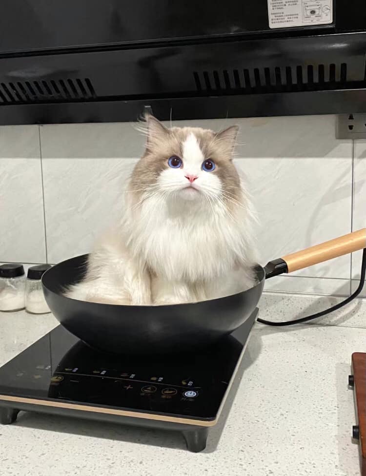 When the owner was cooking, the cat suddenly jumped onto the stove and made adorable expressions. - Yeudon