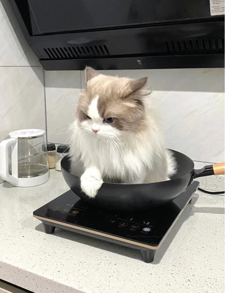 When the owner was cooking, the cat suddenly jumped onto the stove and made adorable expressions. - Yeudon