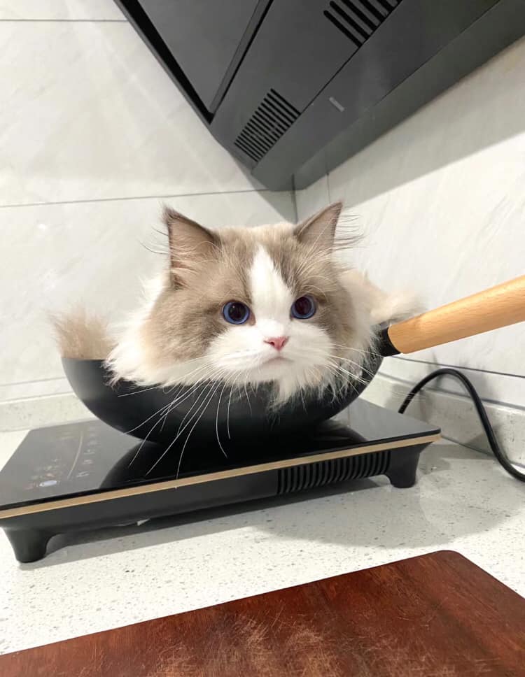 When the owner was cooking, the cat suddenly jumped onto the stove and made adorable expressions. - Yeudon