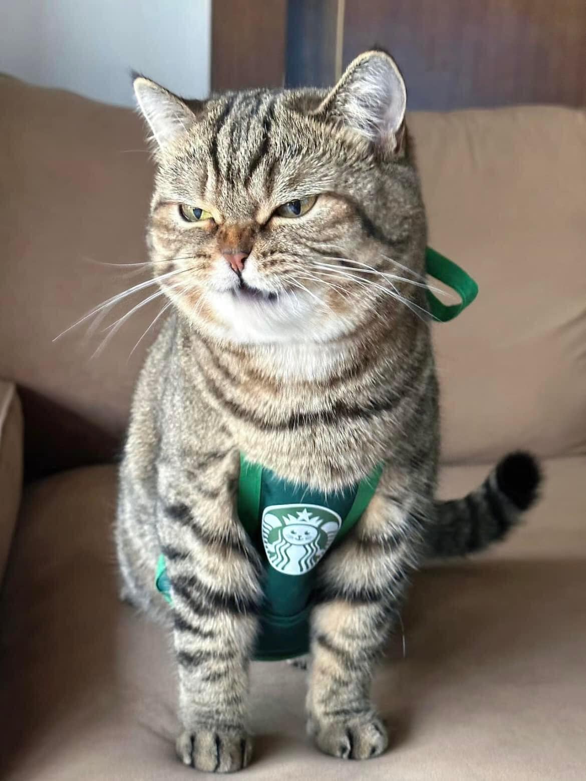 Angry face of the store manager cat when the store is empty. - Yeudon