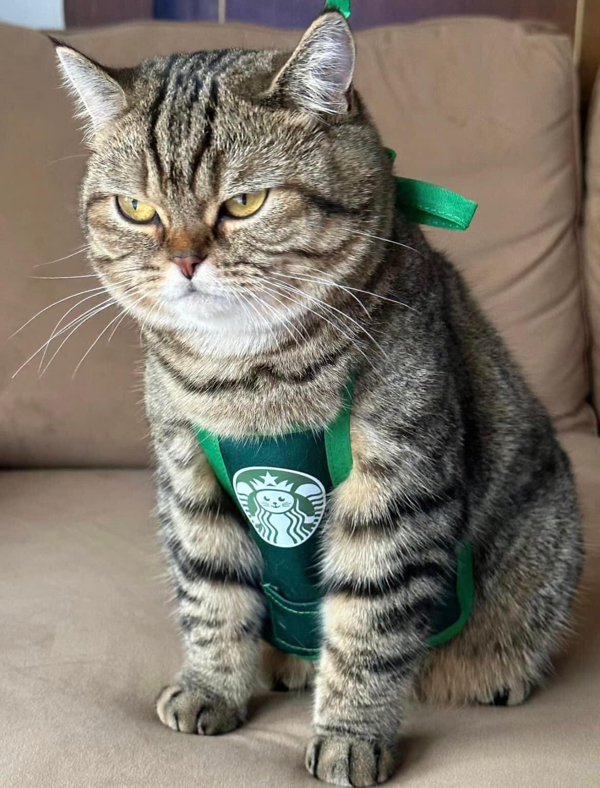 Angry face of the store manager cat when the store is empty. - Yeudon