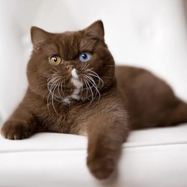 The Cat Whose Mismatched Eyes Mirror a Tiny Bear’s Charm – Icestech