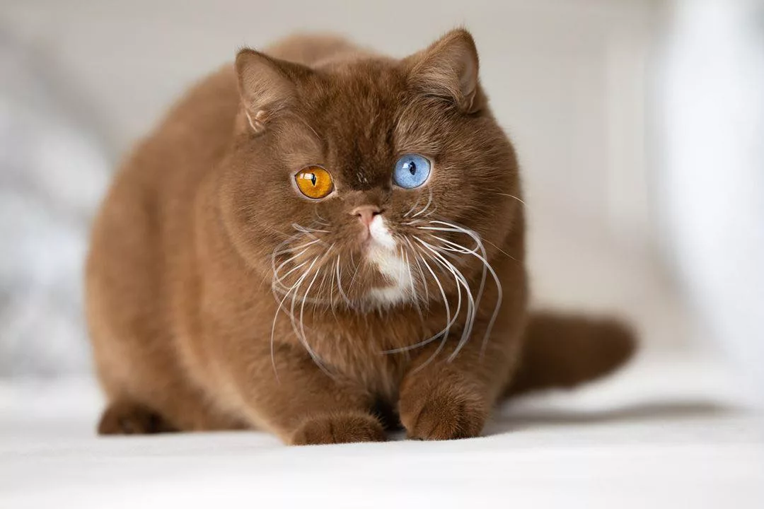 The Cat Whose Mismatched Eyes Mirror a Tiny Bear’s Charm – Icestech