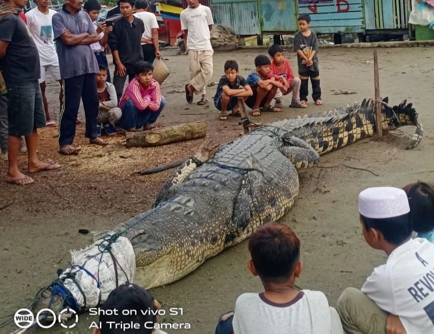 Video : People caught a giant crocodile nearly 5m long hiding in the bushes, surprising everyone because of its terrible size.f - LifeAnimal