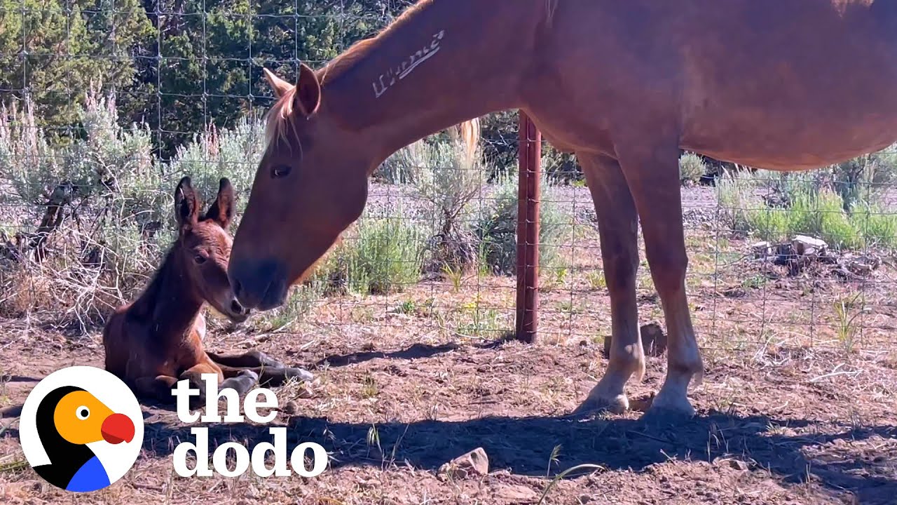 "From Rescued to Radiant: A Wild Horse's Journey as a Devoted Mother to a Special Offspring (Video)