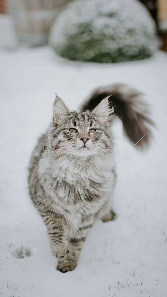 Majestic Aslan: Norwegian Forest Cat Thrives in Harsh Northern Environment with Thick Fur and Snowy Delight. - Yeudon