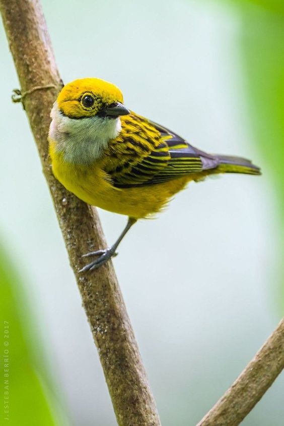 Unveiling the Enigmatic Beauty: The Silver-Throated Tanager, a Colorful Jewel of the Forest - Sporting ABC