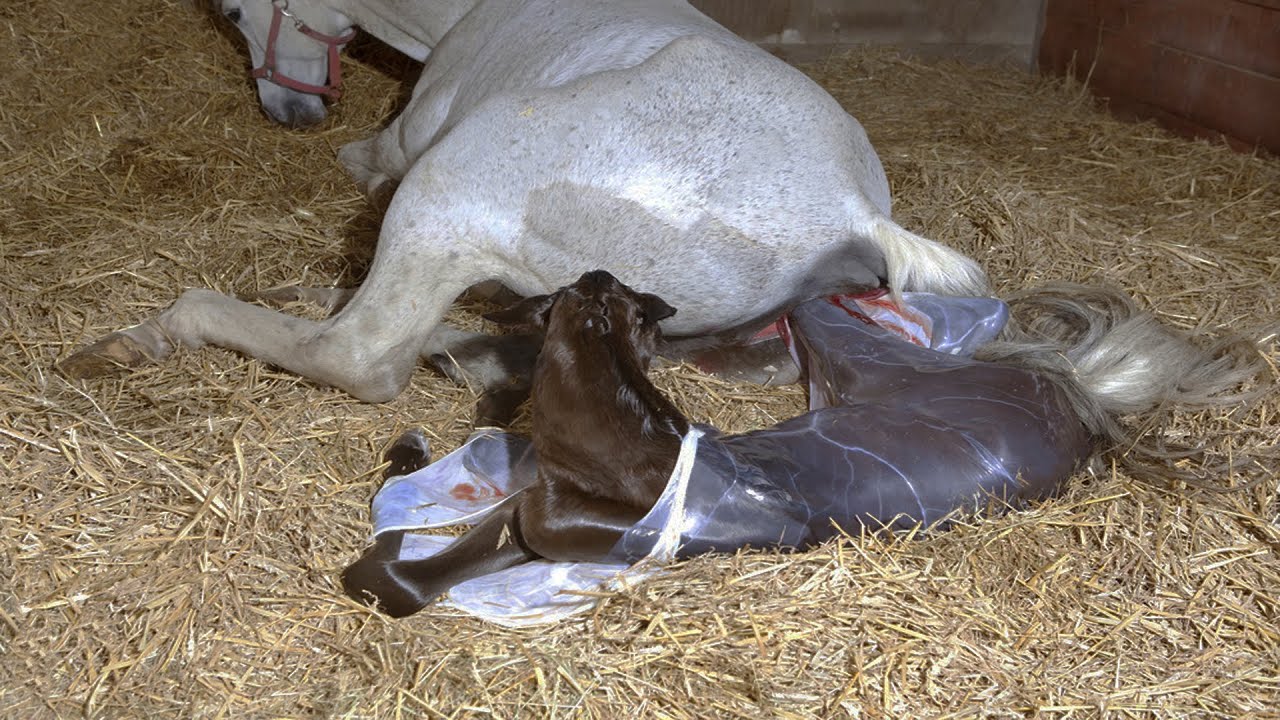 "From Rescued to Radiant: A Wild Horse's Journey as a Devoted Mother to a Special Offspring (Video)