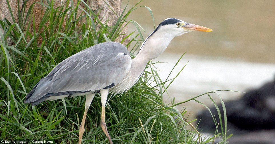 A Fishy Fight: Heron and Snake Clash in a Battle for Survival - Sporting ABC