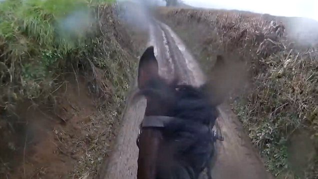 Retired Race Horse Surprises The Rider By Taking Him On A Wild Ride