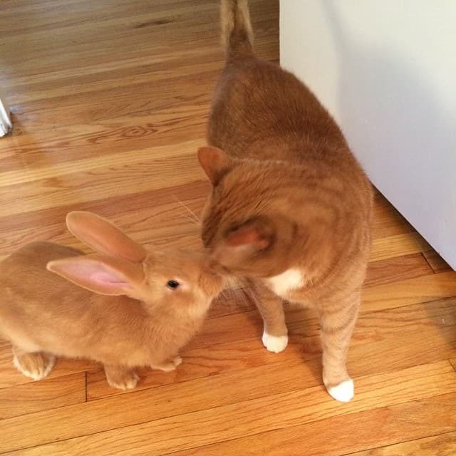 Rabbit Wallace and Cat Gus Forge a Unique Bond