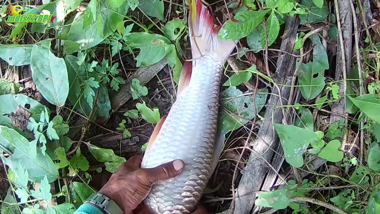 pp.Unbelievably lucky: The joy and surprise of the sea people when discovering gold and silver treasures in the fish they just caught.p - LifeAnimal