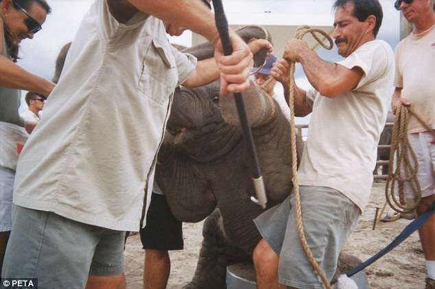 Heart-breaking Photos of the Process of Training Baby Elephants for the Circus - Sporting ABC