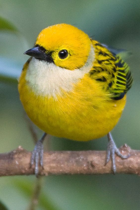 Unveiling the Enigmatic Beauty: The Silver-Throated Tanager, a Colorful Jewel of the Forest - Sporting ABC