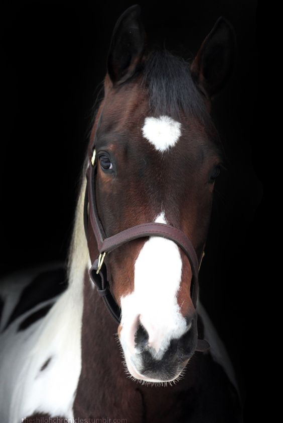 Dutch Warmblood Horse: Grace and Versatility Embodied in a Magnificent Breed