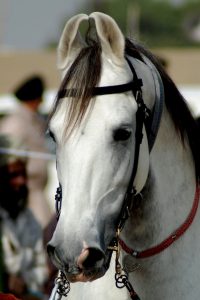 Enchanting Marwari Horses of India: Embracing the Whimsical Beauty of Their Curled Ears, Resonating with the Allure of Enchanting Kathiawar Cats! (VIDEO)