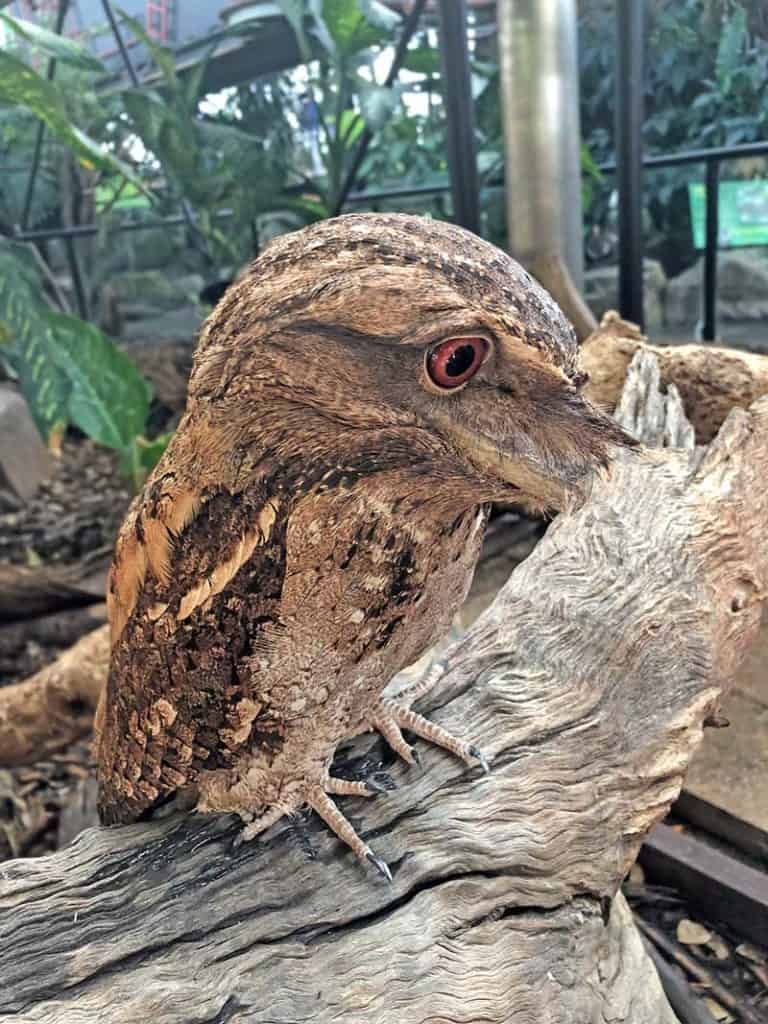 Southeast Asia's Most Terrifying Bird: Terrifyingly Bizarre Appearance at Night Leaves Online Users Bizarred (VIDEO) - Sporting ABC