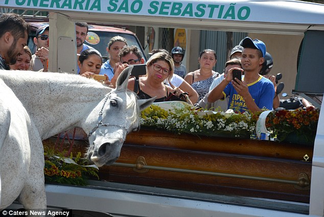 Tender Goodbye: Horse's Final Act of Love Beside Owner Brings Heartache to Onlookers