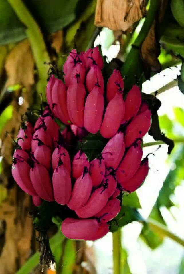 Unveiling the Astonishing World of Strange and Unusual Varieties – Top News