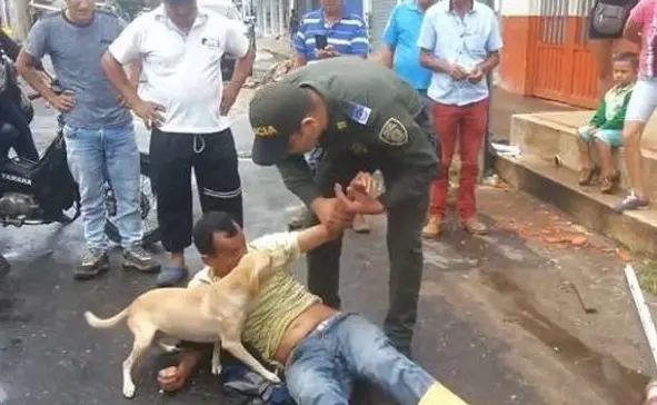 hd."Guardian of Valor: The Devoted and Fearless Dog Protecting Its Owner in Times of Peril" - LifeAnimal