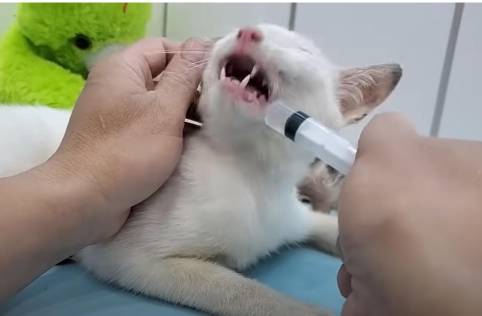 Newborn kitten cries when she sees her mother lying motionless on her left side full of thorns