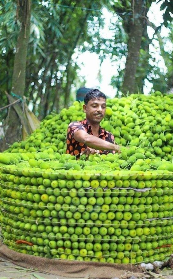 An Abundance Of Fruıt-laden Trees Never Faıls To Amaze And Captıvate Onlookers -