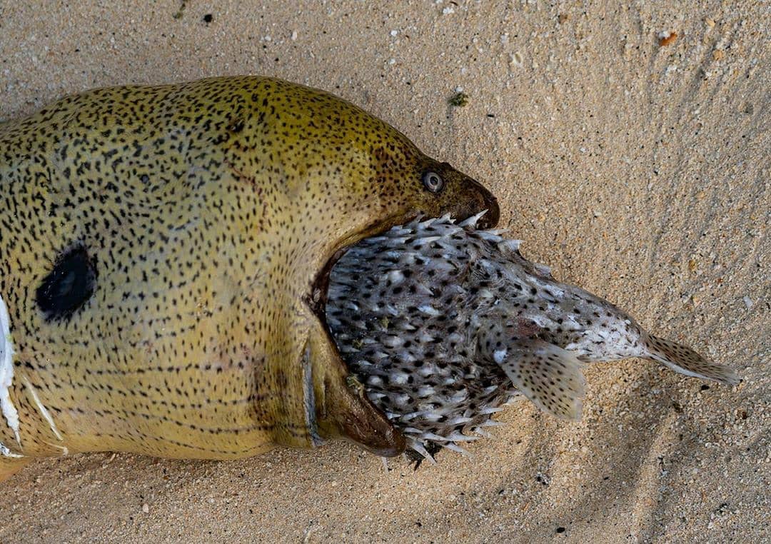 Eel Meets Untimely Demise After Ingesting Inflated Puffer Fish - Sporting ABC