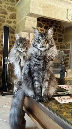 "Discover the Surprising Traits of Maine Coon Cats with these 14 Fascinating Facts" - Yeudon