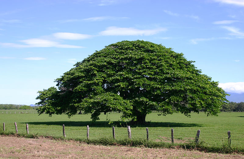 Guardians of the Canopy: Embracing Nature's Ancient Sentinels Across Generations..D - LifeAnimal