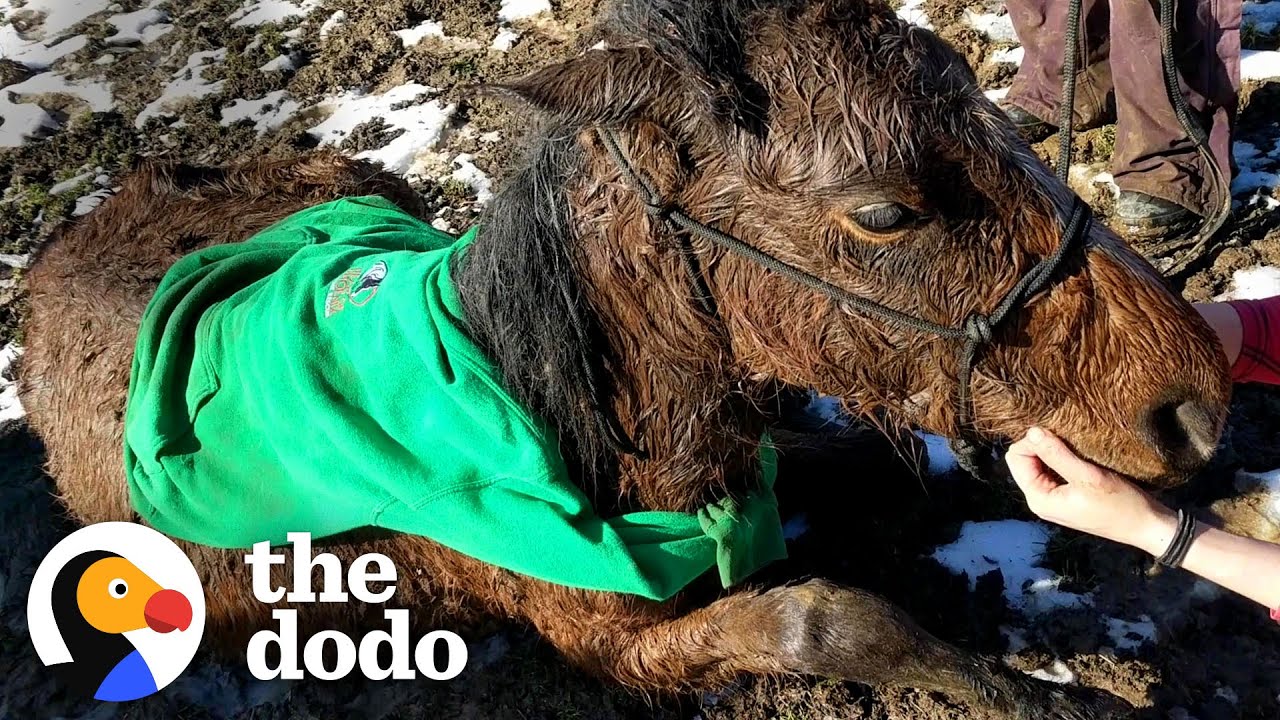 Touching Display of Compassion: Humanity Unites to Save Horse Trapped in Frozen Creek [Video]