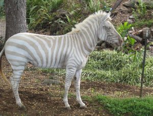 Captivating Video: Behold the Mesmerizing Elegance of a Red-Eyed Albino Zebra Roaming the Savannah