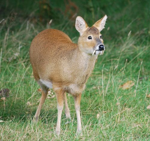 Encounter the Astonishing and Peculiar Vampire Deer, a Bizarre Creature with Fangs that Defies Expectations. - Sporting ABC