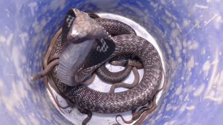 Unprecedented Encounter: 10 Infamous Snakes Discovered in a Single House, Prompting Panic in Akhandnagar - Sporting ABC