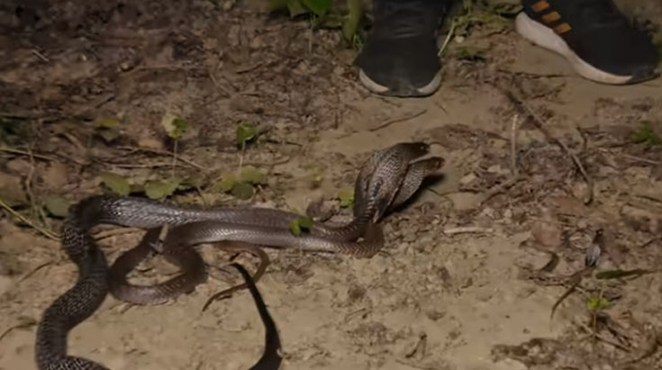 Unprecedented Encounter: 10 Infamous Snakes Discovered in a Single House, Prompting Panic in Akhandnagar - Sporting ABC