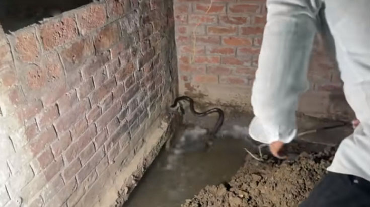 Unprecedented Encounter: 10 Infamous Snakes Discovered in a Single House, Prompting Panic in Akhandnagar - Sporting ABC