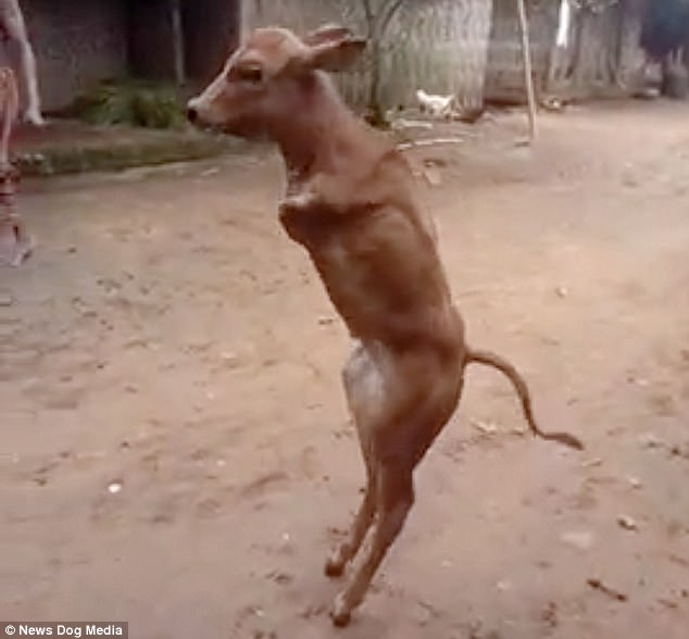 Incredible Discovery: Upright-Walking Cow with Two Legs Leaves Scientists in Awe (VIDEO). l - LifeAnimal