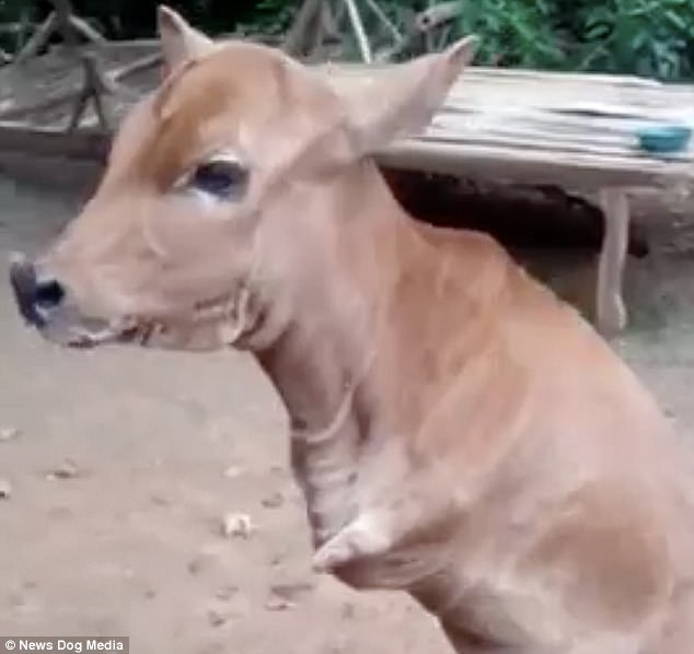 Incredible Discovery: Upright-Walking Cow with Two Legs Leaves Scientists in Awe (VIDEO). l - LifeAnimal