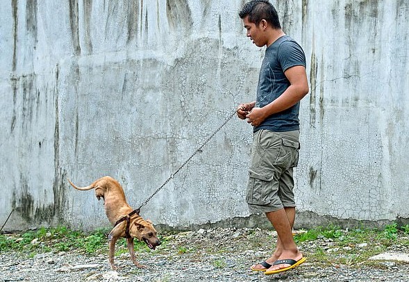 Dog Born Without Back Legs Learns to Balance on Front Legs with Loving Owner’s Assistance. – Puppies Love